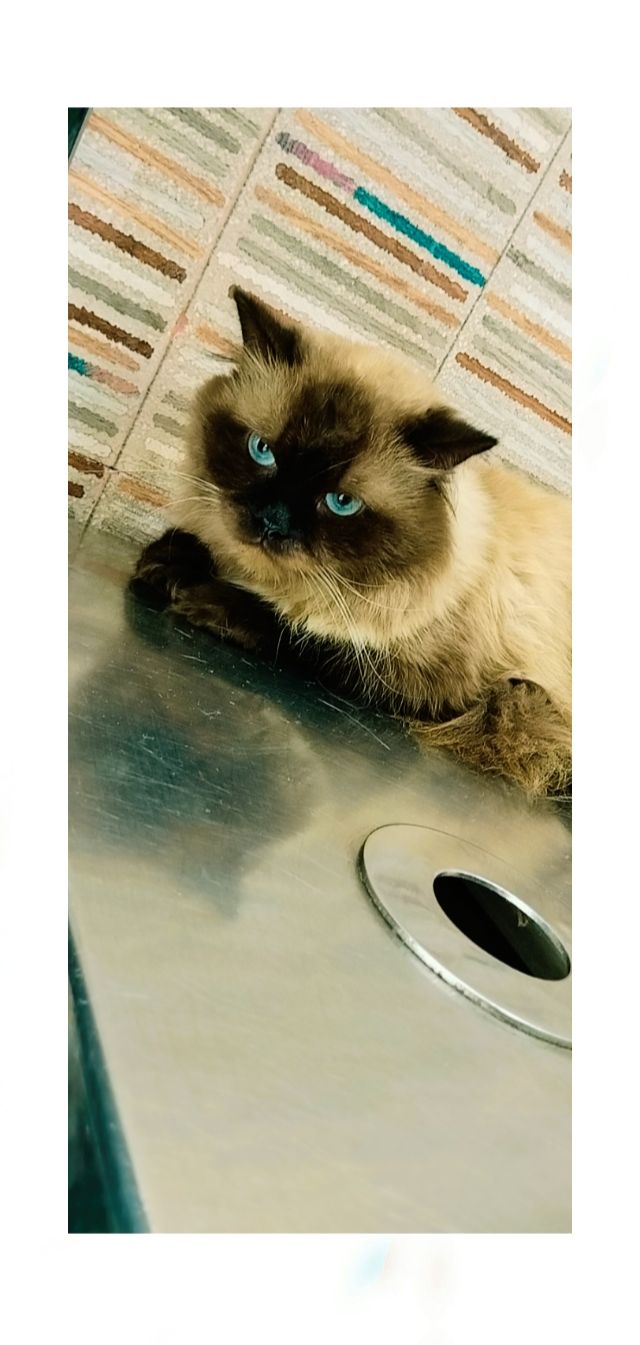 Pet Care